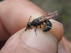 Parancistrocerus pensylvanicus