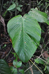 Philodendron scalarinerve image