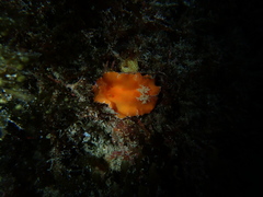 Platydoris sanguinea