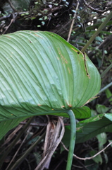 Philodendron scalarinerve