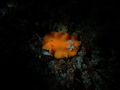 Platydoris sanguinea