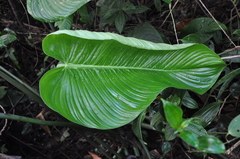 Philodendron scalarinerve