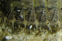 Mopalia porifera