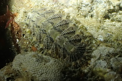 Mopalia porifera