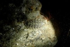 Mopalia porifera