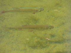 Notropis texanus