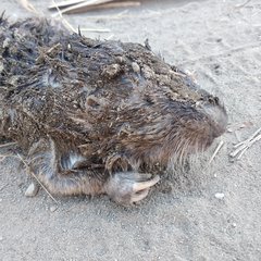 Cratogeomys merriami