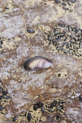 Brachidontes rostratus