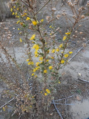 Heterotheca grandiflora