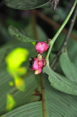 Cavendishia axillaris