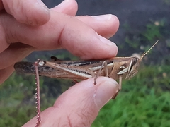 Schistocerca pallens