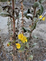 Heterotheca grandiflora