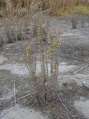 Heterotheca grandiflora