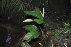 Anthurium lancifolium