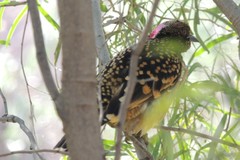 Chlamydera guttata