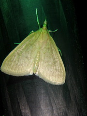 Framinghamia helvalis