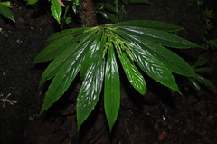 Peperomia pyramidata