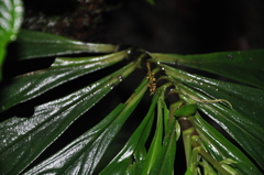 Peperomia pyramidata