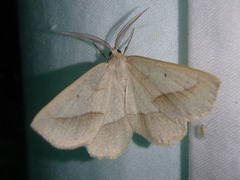 Euchlaena irraria