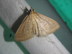 Framinghamia helvalis
