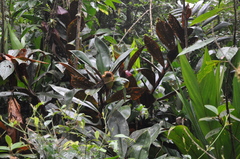 Costus vinosus