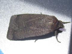 Abagrotis