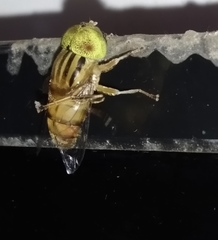 Diptera