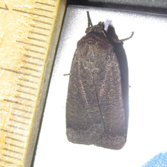 Abagrotis