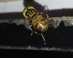 Diptera