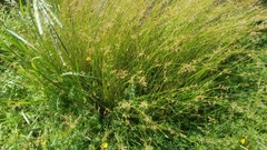 Juncus pauciflorus