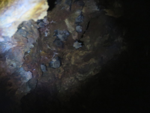 Lophostoma silvicola