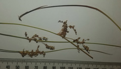 Juncus pauciflorus