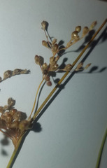Juncus pauciflorus