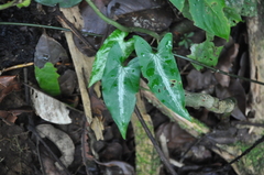 Syngonium llanoense