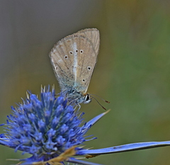 Polyommatus ripartii