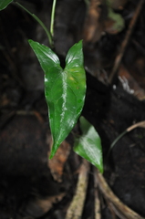 Syngonium llanoense