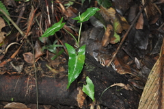 Syngonium llanoense
