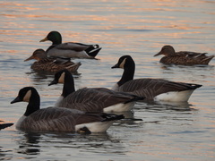 Branta canadensis