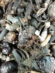 Dreissena polymorpha