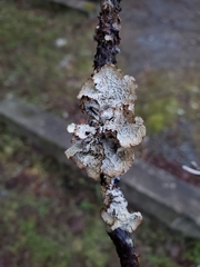 Platismatia norvegica
