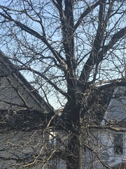 Sciurus carolinensis