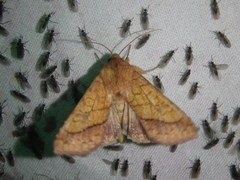 Pyrrhia exprimens