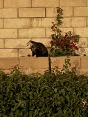 Didelphis virginiana