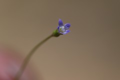 Wahlenbergia gracilenta