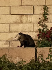 Didelphis virginiana