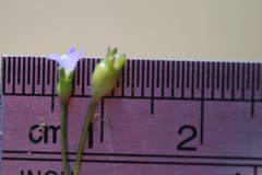 Wahlenbergia gracilenta