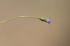 Wahlenbergia gracilenta