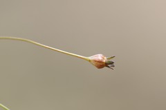 Wahlenbergia gracilenta