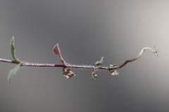 Wahlenbergia gracilenta