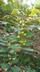 Ziziphus oenopolia